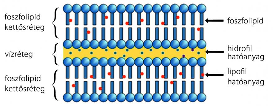 liposzomas-c-vitamin-nt2.jpg